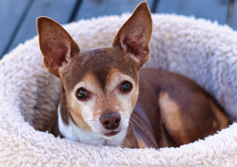 Klippeklar: Sådan finder du den rette hundesaks til din firbenede ven