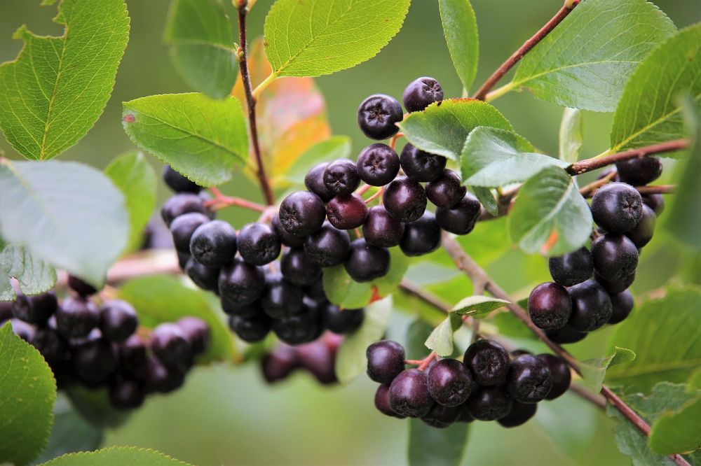 Aronia produkter: Naturens superfood